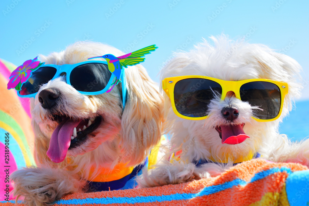 happy dogs with sunglasses - obrazy, fototapety, plakaty 