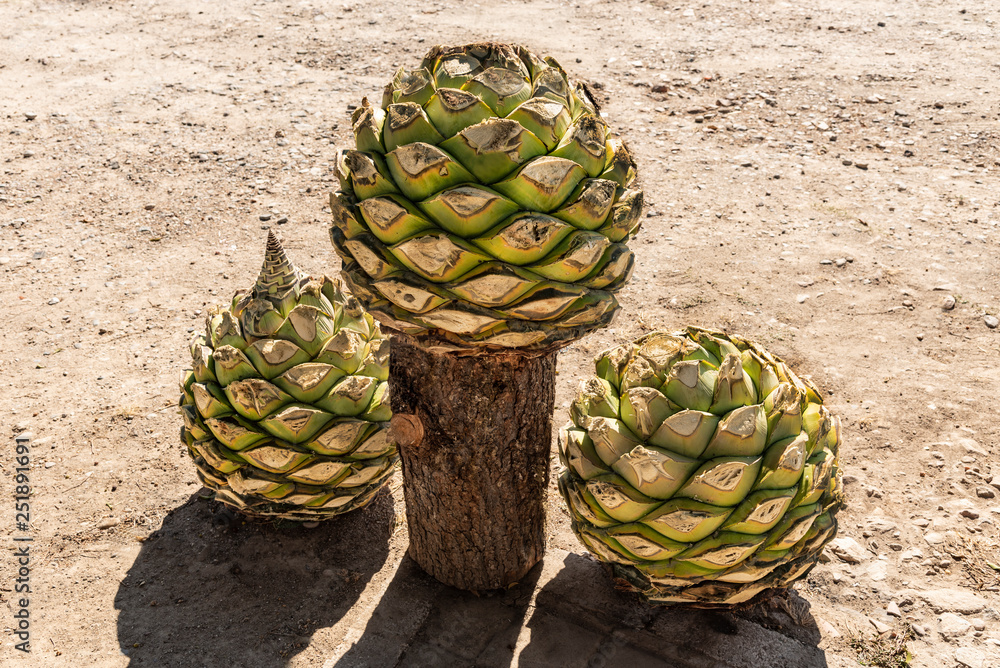 Agave pineapples waiting for roasting to make Mezcal. This huge agave  hearts are used to distill Mexican Mezcal similar to Tequila Stock Photo |  Adobe Stock