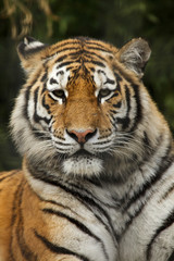 Canvas Print - Siberian tiger (Panthera tigris altaica)