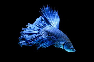 blue fighting fish isolated on black background