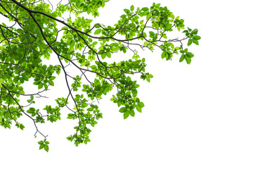 green tree leaves and branches isolated on white background
