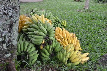 bananas