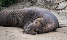 Northern Elephant Seal Bulls (Mirounga Angustirostris) Rest On The Beach During Mating Season, At Ano Nuevo State Park And Preserve, Along The Pacific Coast Of California, In Pescadero.  