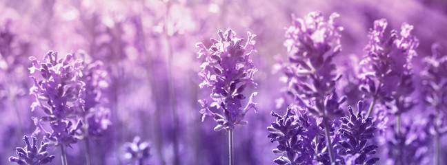 Canvas Print - panorama field lavender morning