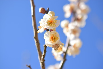 梅の花