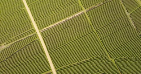 Wanmu Tea Garden, Jiangxi, China