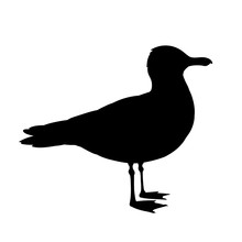 Standing Seagull Silhouette. Vector Illustration In Monochrome Style On White Background. Element For Your Design. Bird Black Shape. European Herring Gull