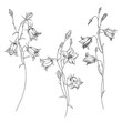 Bluebell flowers. Sketch. Hand drawn outline vector illustration, isolated floral elements for design on white background.