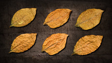Dry Tobacco Leaves