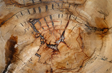 Natural Background, Fossilized Wood