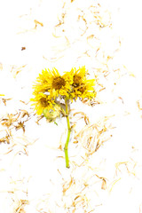 Canvas Print - Chrysanthemum  tea Close up