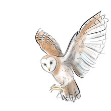 barn-owl-bird-art-vintage-free-stock-photo-public-domain-pictures