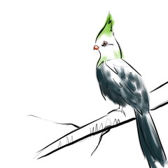 Turaco, hand drawn graphic birds. Knysna turaco, Tauraco corythaix.