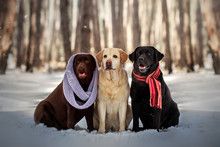  Three Labrador Retriever Dogs Of Different Colors Walking In A Snowy Forest Beautiful Portrait