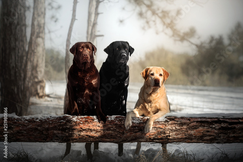 three labrador retriever dogs of different colors walking in a snowy forest bea Tableau sur Toile