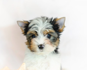 Two month old puppy Biewer-Yorkshire Terrier on a white background. 