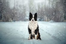  Border Collie Dog Incredible Light Snow Day Winter Portrait
