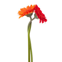 Fotomurales - Two gerberas intertwined with each other