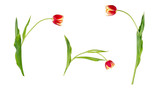 Fototapeta Tulipany - Set of three beautiful vivid red and yellow tulips on stems with green leaves isolated on white background. Side view.