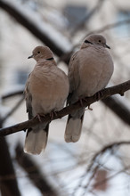 Pair Of Eurasian Collared Doves (Streptopelia Decaocto) Looking At The Camera