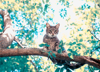 cute tabby kitten sits on a tree in a sunny summer garden and looks into the distance
