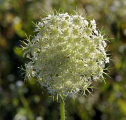 Umbrella plant on a spring meadow