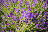 Fototapeta Lawenda - Flowers in the lavender fields in the Provence mountains