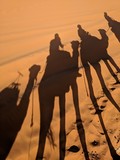 Fototapeta Sawanna - Camels trip on Sahara Desert