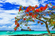 beautiful scenery of Mauritius island -tranquil beach in Cap Malheureux with flamboyant tree