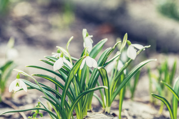 Wall Mural - sunrise sunset light on the white tender snowdrops in the spring forest