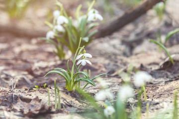 Wall Mural - sunrise sunset light on the white tender snowdrops in the spring forest