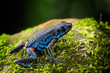 poisonous dart frog, Ameerega ingeri a dendrobatidae amphibian from the tropical Amazon rain forest in Colombia. Poisonous animal.