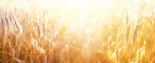 Spikes Of Ripe Rye In Sun Close-up With Soft Focus. Ears Of Golden Wheat. Beautiful Cereals Field In Nature On Sunset, Panoramic Landscape, Shining Sunlight, Copy Space.