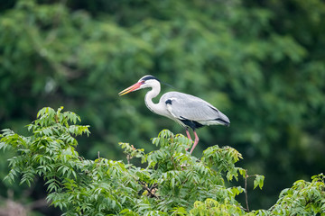 Wall Mural - grey heron, ardea cinerea