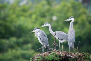 Wall Mural - grey heron, ardea cinerea