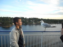 Boy Met With A Sea Gull. Look At Each Other.
