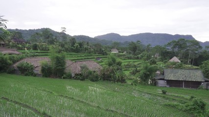 Wall Mural - Footage over rice terrace and palm trees of mountain and house of farmers . Bali. Indonesia