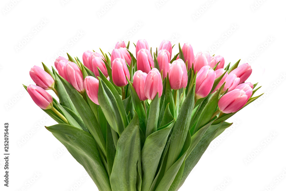 Bukiet tulipanów na białym tle - obrazy, fototapety, plakaty 