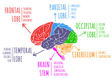 Illustration Of Human Brain's Functions And Anatomy