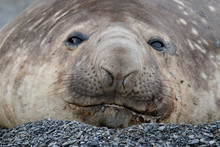 Southern Elephant Seal Close Up