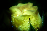 Fototapeta  - żółta różyczka na czarnym tle