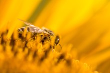 Honey Bee Covered With Yellow Pollen Collecting Sunflower Nectar. Animal Sitting At Summer Sun Flower And Collect For Important Environment Ecology Sustainability. Awareness Of Nature Climate Change