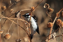 Downy Woodpecker Bosque Del Apache Wildlife Reserve New Mexico USA