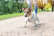 Dog Jack Russell Terrier widely spread his paws on the track during a walk in the park, look attentive and focused, feels the danger and competition