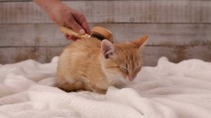 Wall Mural - Woman hand brush an orange tabby kitten fur with special brush - side view, static camera