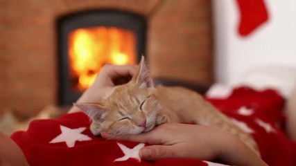 Wall Mural - Orange tabby kitten sleep on woman chest - enjoy the fondling and the warmth of fireplace at christmas time, medium close, camera slide