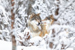 © kjekol - Two beautiful wolves in the forest a snowy day at winter