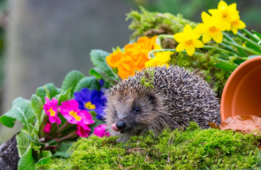 Hedgehog in springtime (Scientific name: Erinaceus Europaeus) wild, free roaming hedgehog, taken from inside a wildlife garden hide to monitor health and population of this declining mammal