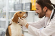 © Zoriana - Brunette man with bread working in modern vet clinic with pet. Vet doctor examining dog at veterinarian clinic. Examination of cute dog by brunet doctor in hospital. Concept of animals and pet.