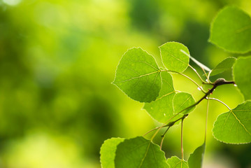 vibrant, green aspen leaves grow on a branch in a rocky mountain forest.